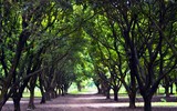 Ngắm những vòm cây đẹp như cổ tích ở Hà Nội